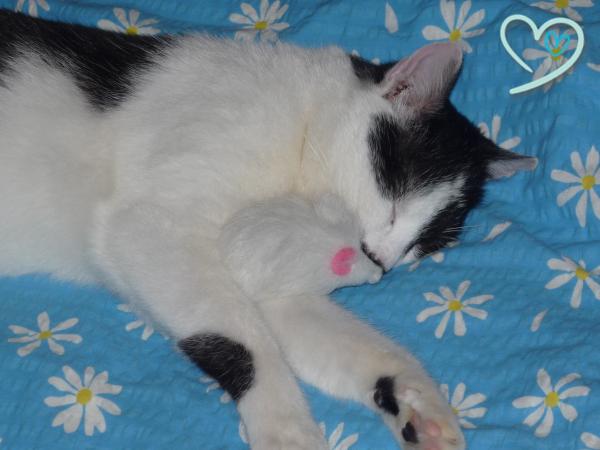 gucio