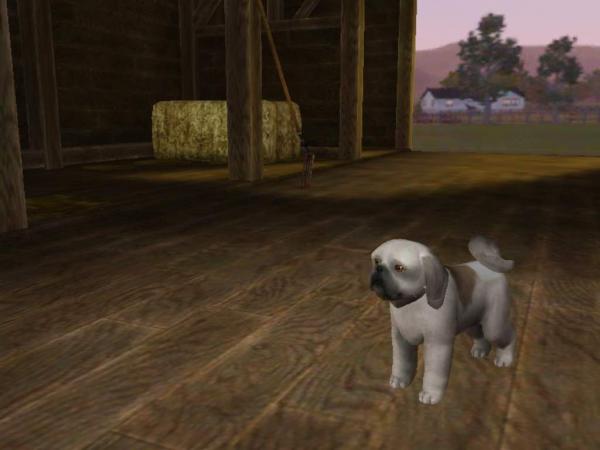 Pekinka.
